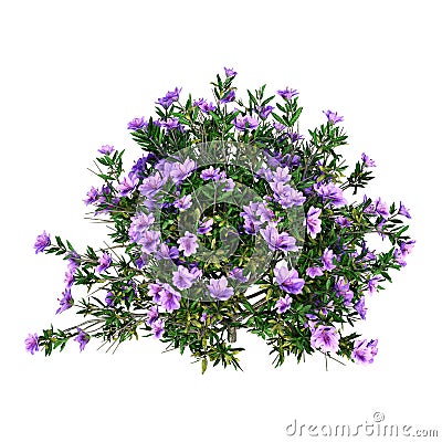 3D Rendering Rhododendron on White Stock Photo