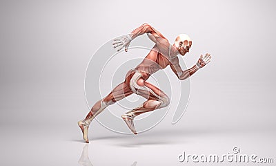 3D Rendering : a running male mesomorph character illustration with Muscle tissues Cartoon Illustration