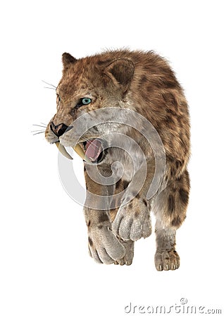 3D Rendering Saber Tooth Tiger on White Stock Photo