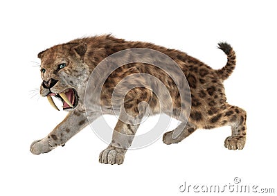 3D Rendering Saber Tooth Tiger on White Stock Photo