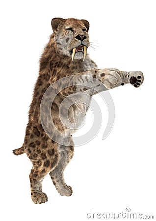 3D Rendering Saber Tooth Tiger on White Stock Photo