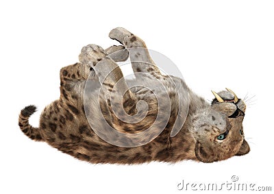 3D Rendering Saber Tooth Tiger on White Stock Photo