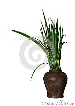 3D Rendering Sansevieria Plant on White Stock Photo