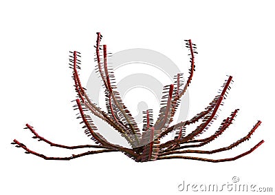 3D Rendering Sea Lily on White Stock Photo