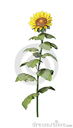 3D Rendering Sunflower Plant on White Stock Photo