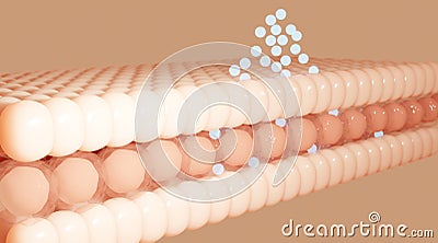 3D rendering The skin structure layer Microstructure Stock Photo