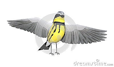 3D Rendering Songbird Wrabler on White Stock Photo