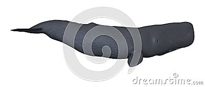 3D Rendering Sperm Whale or Cachalot on White Stock Photo
