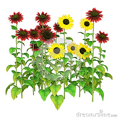 3D Rendering Sunflower Plants on White Stock Photo