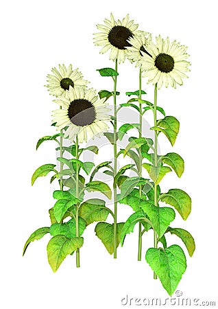 3D Rendering Sunflower Plants on White Stock Photo