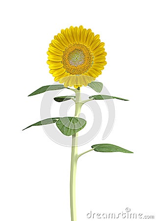 3D Rendering Sunflower on White Stock Photo