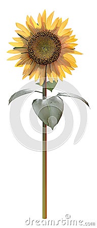 3D Rendering Sunflower on White Stock Photo