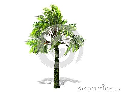 A tall palm tree isolated over a white background. Cartoon Illustration