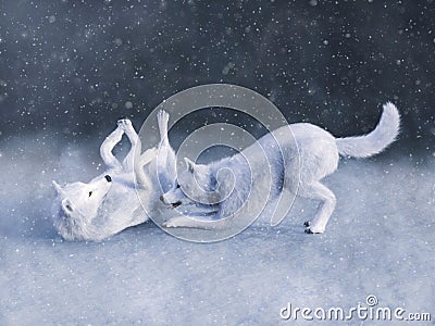 3D rendering of two majestic white wolfs playing Stock Photo