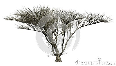 3D Rendering Umbrella Thorn Tree on White Stock Photo
