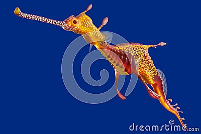 3d rendering of a Weedy seadragon, the ocean creature at Australia and Tasmania island, isolated on blue background with clipping Stock Photo