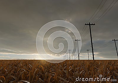 3D rendering of withered corn field next to utility poles Stock Photo