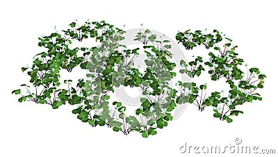 3D Rendering Wood Sorrel Flowers on White Cartoon Illustration