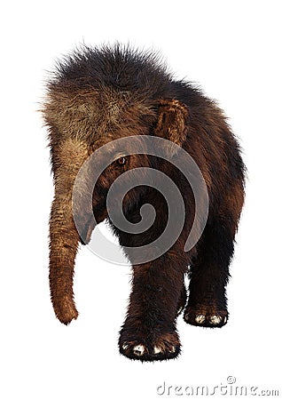3D Rendering Woolly Mammoth Baby on White Stock Photo