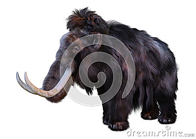 3D Rendering Woolly Mammoth on White Stock Photo