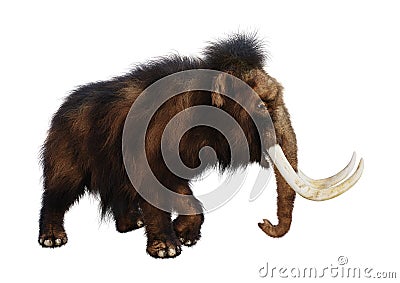 3D Rendering Woolly Mammoth on White Stock Photo