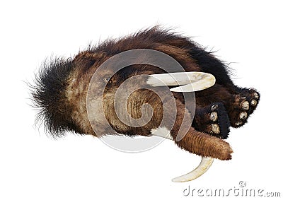 3D Rendering Woolly Mammoth on White Stock Photo