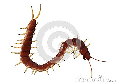 3D Rendering Worm Centipede on White Stock Photo