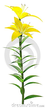 3D Rendering Yellow County Asiatic Lily on White Stock Photo