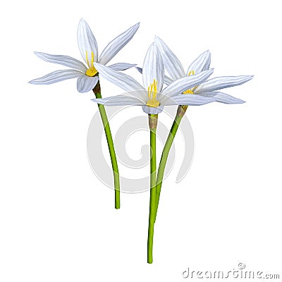 3D Rendering Zephyranthes Flowers on White Stock Photo