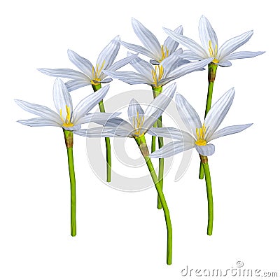 3D Rendering Zephyranthes Flowers on White Stock Photo