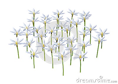 3D Rendering Zephyranthes Flowers on White Stock Photo