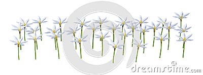 3D Rendering Zephyranthes Flowers on White Stock Photo