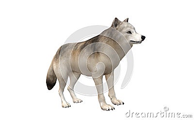 3D snow wolf pictures Stock Photo