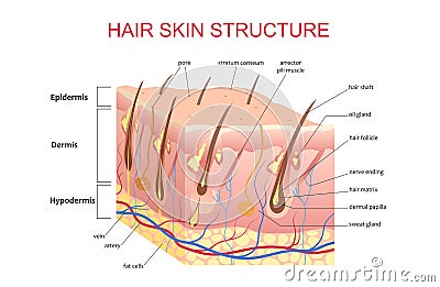 3D structure of the hair skin scalp, anatomical education infographic information poster vector illustration. Vector Illustration