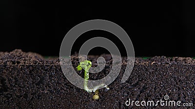 D'un petit grain de pois poussent des pousses vertes de plantes, des racines souterraines de plantes, de nouvelles feuilles, des banque de vidéos D'un petit grain de pois poussent des pousses vertes de plantes, des racines souterraines de plantes, de nouvelles feuilles, des banque de vidéos