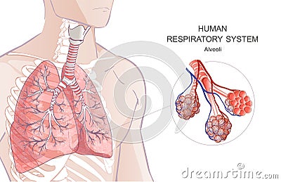 3d vector of the human Respiratory System, lungs, alveoli. Inside larynx nasal throttle anatomy. Man body parts. Hand Vector Illustration