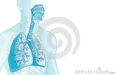 3d vector of the human Respiratory System, lungs, alveoli. Inside larynx nasal throttle anatomy. Man body parts. Hand Vector Illustration