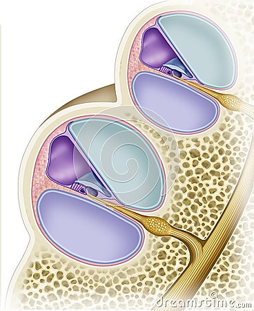 Da dissection detail cochlea Stock Photo