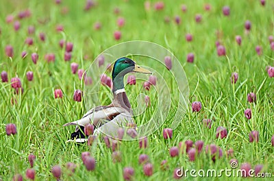 Dabbling duck amongst snakes head fritillary flowers Stock Photo