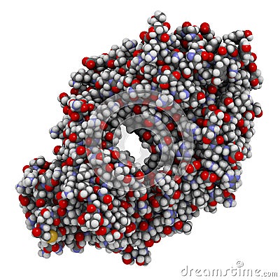 Dabigatran antidote protein bound to dabigatran. Structure of an antibody-fragment (Fab) that binds the anticoagulant dabigatran, Cartoon Illustration