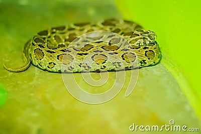 Daboia siamensis (Eastern Russell\'s viper, Siamese Russell\'s viper) is a venomous viper species that is endemic to parts of Stock Photo