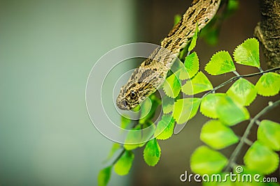 Daboia siamensis snake, a venomous viper species that is endemic Stock Photo