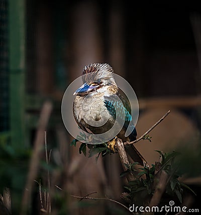 Dacelo leachii, Blue winged Kookaburra, Close up Stock Photo