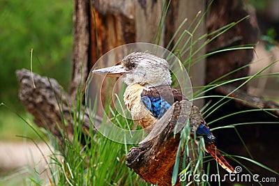 DACELO LEACHII sitting on the branches Stock Photo