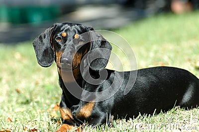 Dachshund Stock Photo