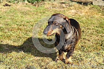 Dachshund Stock Photo