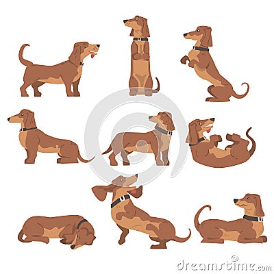 Dachshund or Badger Dog as Short-legged and Long-bodied Hound Breed with Collar in Different Poses Vector Set Vector Illustration