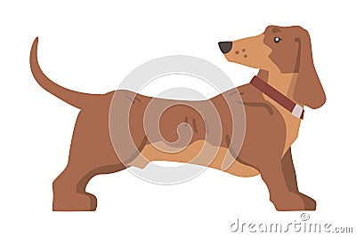 Dachshund or Badger Dog as Short-legged and Long-bodied Hound Breed with Collar Standing Vector Illustration Vector Illustration