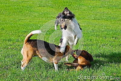 Dachshund, collie, beagle playing outdoors Stock Photo
