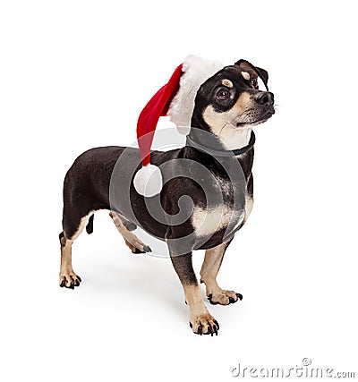 Dachshund Crossbreed Dog Wearing Santa Hat Stock Photo